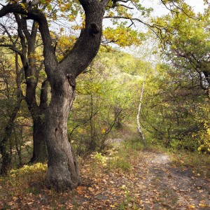 По осенней тропинке